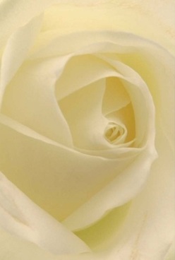 Intimately framing the essence of a rose, this image bathes creamy white petals in soft, diffused light akin to Marks Gate's tranquil dawns. Each layer unfurls in gentle harmony, the velvety texture appearing almost translucent, its form illuminated in hues of ivory and the palest buttercream. The lighting caresses every petal with a luminescence that evokes the calm anticipation of a special day-a quiet anniversary, a meaningful milestone, or a heartfelt reunion with family near Valence Park. This rose's elegant spiral pulls you in, inviting the imagination to brush against its tender surface and sense the comfort of its barely discernible fragrance. Shadows slide subtly between petals, sculpting a depth that resonates with the peaceful cadence of life in Marks Gate. The rose epitomises quiet beauty: equal parts grace and composure, its soothing presence reminiscent of restful afternoons and shared memories in local neighbourhoods. Floral artistry here is evident in the pristine arrangement, each petal curated with care-a true reflection of the thought and emotion poured into every bouquet by Marks Gate Florist. Whether honouring love, expressing sympathy, or adorning a celebration table, the bloom's serene beauty uplifts the spirit and fills the room with an air of understated luxury. Every glance at this rose, expertly crafted and locally inspired, reaffirms the longstanding connection between flowers and the most meaningful moments in our Marks Gate community.
